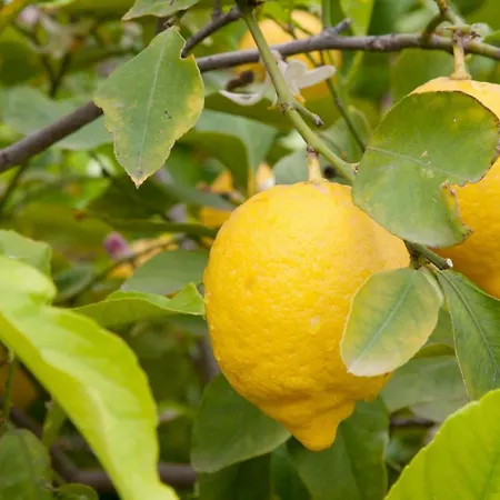 The Lemon Tree House *