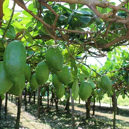 The Lemon Tree House *