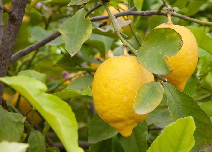 The Lemon Tree House *