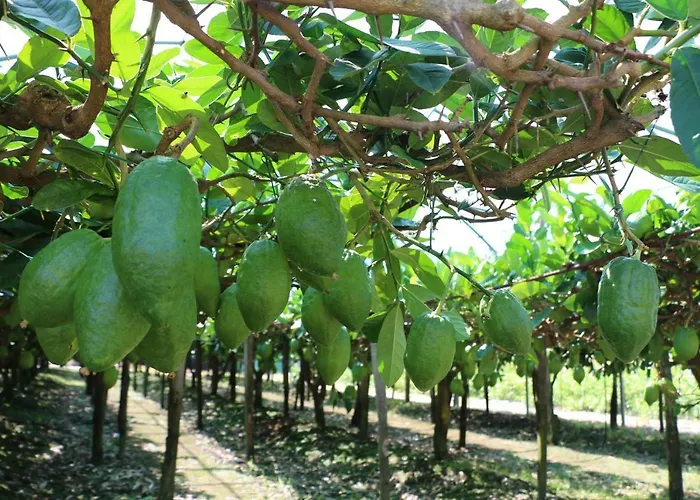 The Lemon Tree House *